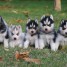 sublimes-chiots-husky-siberien-lof