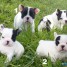 donne-magnifique-chiot-bouledogue-francais