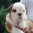 4-adorables-chiots-bulldog-anglais-lof