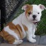 4-adorables-chiots-bulldog-anglais-lof