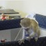 magnifiques-bebes-singe-capucin-pure-race-pour-famille-chaleureuse