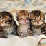 je-propose-chatons-siberien-loof-disponibles-de-suite