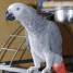 magnifique-perroquet-gris-du-gabon-femelle