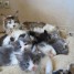 chatons-maine-coon-loof-attendus-pour-mars