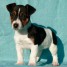 jack-russell-pure-race-male-a-donne
