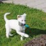 chiot-husky-de-siberie-disponible-de-suite