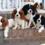 pour-adoption-5-chiots-cavalier-king-charles-non-lof-disponible-de-suite