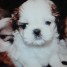 adorables-chiots-shih-tzu