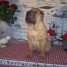 disponibles-bebes-sharpei-males