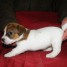 donne-adorable-jack-russell-femelle