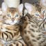 3-adorables-chatons-type-bengal-loof