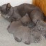 chaton-chartreux-2-males-1-femelle