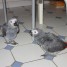 adorable-perroquet-male-type-gris-du-gabon