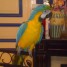 magnifique-perroquet-ara-bleu-et-jaune
