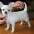 a-donne-chiot-chihuahua-femelle