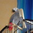 bebe-perroquet-gris-du-gabon-femelle