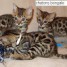 chaton-bengal-a-donner