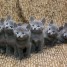 chaton-blue-russe-a-donner