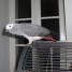 belle-perroquet-femelle-type-gris-du-gabon