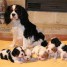 adorables-chiots-cavalier-king-charles-pure-race