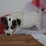 a-adopter-chiot-femelle-type-jack-russell-terrer-lof