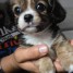 femelle-type-chihuahua-x-cavalier-king-charles-apour-adoption