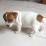 chiot-jack-russell