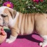 magnifique-petite-chienne-de-type-bulldog-anglais