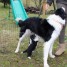 chiots-dapparence-border-collie