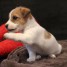 vend-chiots-jack-russell-terrier