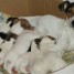 4-chiots-type-jack-russell