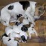 chiots-jack-russell-a-reserve