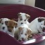 a-reserver-chiots-jack-russell-terrier