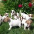 a-reserver-chiots-russell-terrier