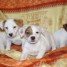 adorables-chiots-jack-russell