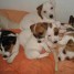 9-chiots-type-jack-russel