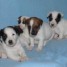 chiots-type-jack-russell