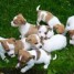 magnifiques-chiots-type-jack-russell-non-lof