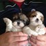 chiots-shih-tzu-1-male-3-femelles