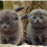 magnifiques-chatons-chartreux