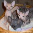 magnifiques-chatons-type-sphynx