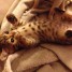 chatons-bengals