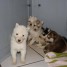 tres-beaux-chiots-husky-siberien