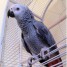 magnifique-perroquet-type-gris-du-gabon