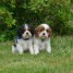chiots-cavalier-king-charles-a-reserver