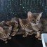 a-reserver-4-splendides-chatons-toyger-non-loof
