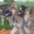 6-chiots-berger-allemand