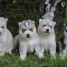 tres-adorable-husky-siberien
