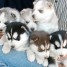 tres-beaux-chiots-husky-siberien