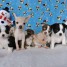 chiots-chihuahua-disponible